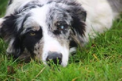 Étalon Border Collie - Loupiotte de médoc'laine