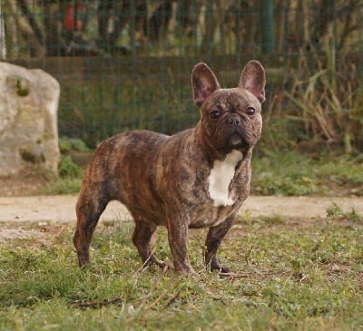 Étalon Bouledogue français - Nouchka de l'ancien Presbytère