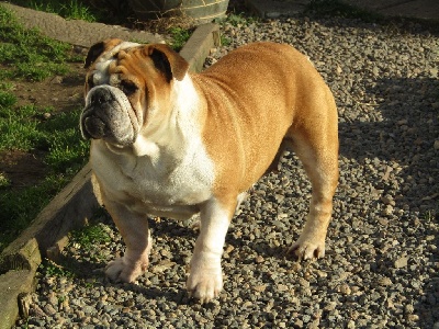 Étalon Bulldog Anglais - Naf-naf des Joyaux du Royaume Valyo