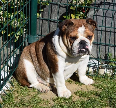 Étalon Bulldog Anglais - Sweet pearl Sexy Bully