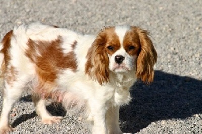 Étalon Cavalier King Charles Spaniel - Rafale de la Bastide du Jas de Jeromes