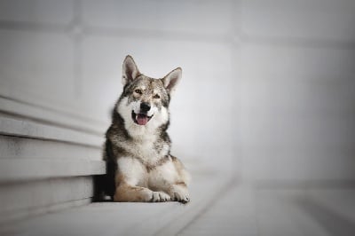 Étalon Chien-loup de Saarloos - Nefenhyr Des Rives Du Fleuve Léna
