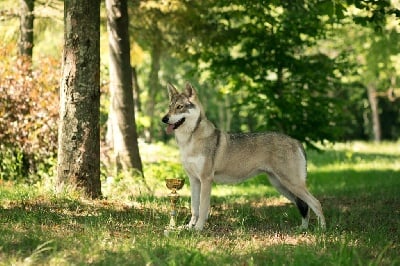 Étalon Chien-loup de Saarloos - CH. Oceane salem's heaven De Luna Canis Lupus