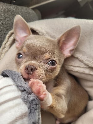 Étalon Chihuahua - Sunrise soka Des Merveilles Du Tilleul