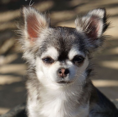 Étalon Chihuahua - Raya Du Domaine De Mazières