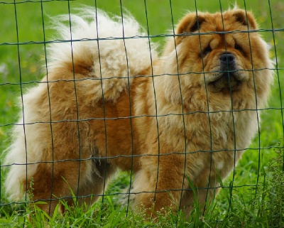 Étalon Chow Chow - Maho croqui des Bambous de Shunan