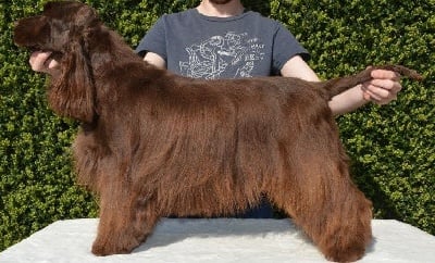 Étalon Cocker Spaniel Anglais - Naomy de la légende des elfes