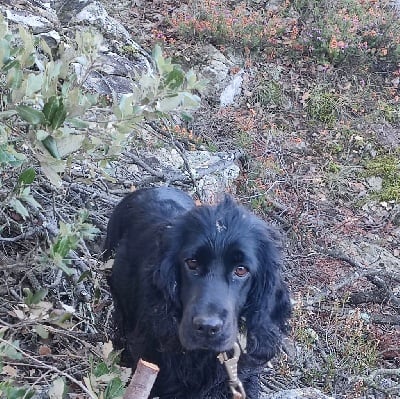 Étalon Cocker Spaniel Anglais - CH. Roquette malval