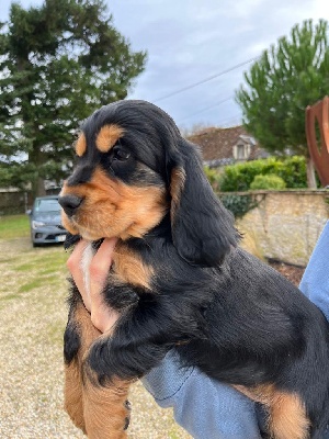 Étalon Cocker Spaniel Anglais - Sprytz Du Domaine Clos Dupin