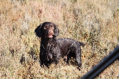 Étalon Cocker Spaniel Anglais - TR. Miky des petits Castors