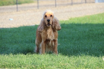 Étalon Cocker Spaniel Anglais - Romy Du Clos De L'Ecotay