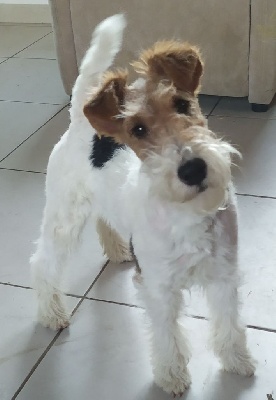 Étalon Fox Terrier Poil Dur - Spoutnik D'hondrecoutre