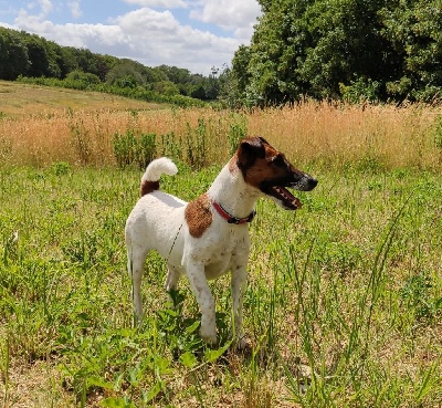 Étalon Fox Terrier Poil lisse - Oona Du castel des pres