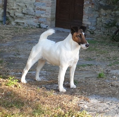 Étalon Fox Terrier Poil lisse - Nitro-boy fox trot forever