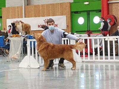 Étalon Golden Retriever - Romeo des fields d'est