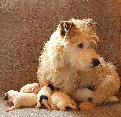 Étalon Jack Russell Terrier - The Magnificent Fox Hunter Rosie