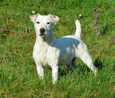 Étalon Jack Russell Terrier - Rozen lee (Sans Affixe)