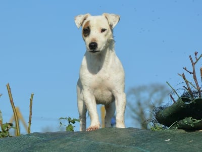 Étalon Jack Russell Terrier - Pearly dream (Sans Affixe)