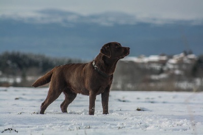 Étalon Labrador Retriever - Richka Du Domaine De La Sauvagine