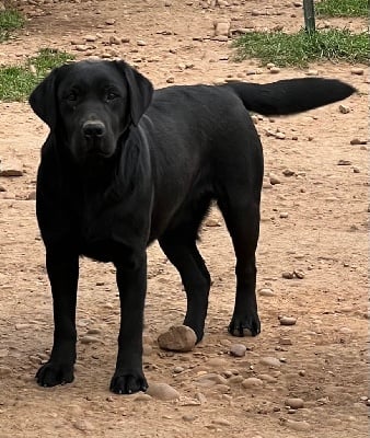 Étalon Labrador Retriever - Praia Du Moulin Sault