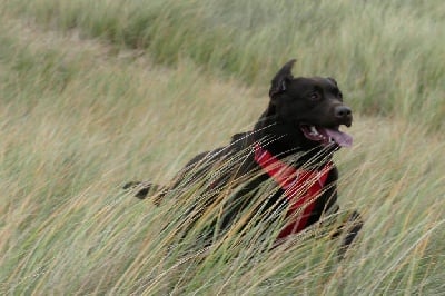 Étalon Labrador Retriever - My sweet love Shana