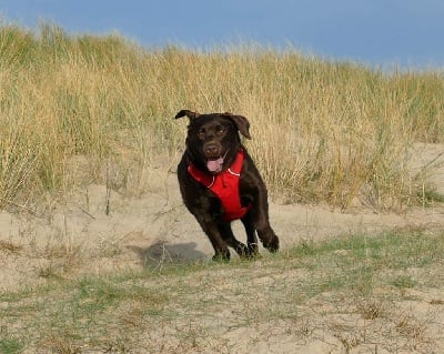 Étalon Labrador Retriever - My sweet love Rosabelle