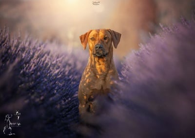 Étalon Rhodesian Ridgeback - CH. Oluwa seyi aslan Du Domaine D'adéane