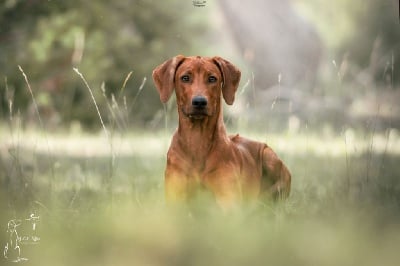 Étalon Rhodesian Ridgeback - Rangi ya maisha kaly Of Lil' Toffee