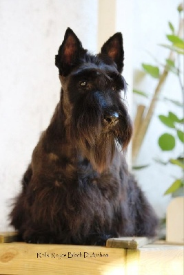Étalon Scottish Terrier - Rolls-royce black D'Ainhoa