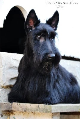 Étalon Scottish Terrier - Time to shine nice n spice