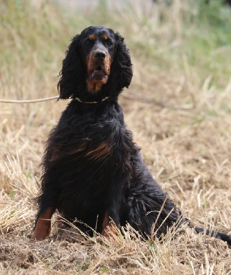 Étalon Setter Gordon - TR. CH. Only you dite lili de cinq a sept