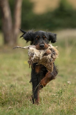 Étalon Setter Gordon - TR. Nessy Du Vallon De Chavagneux