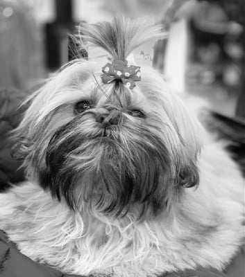 Étalon Shih Tzu - Strike a pose Of Tramuzat