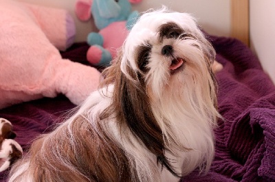 Revolution des hirondelles du voyage