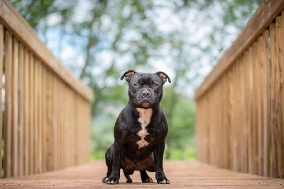 Étalon Staffordshire Bull Terrier - Newton Des Guerriers D'Amour