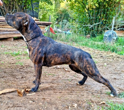Étalon Staffordshire Bull Terrier - Redmoon Des Gardiens De Mot