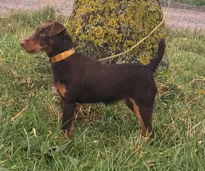 Étalon Terrier de chasse allemand - Frenchfox Raven