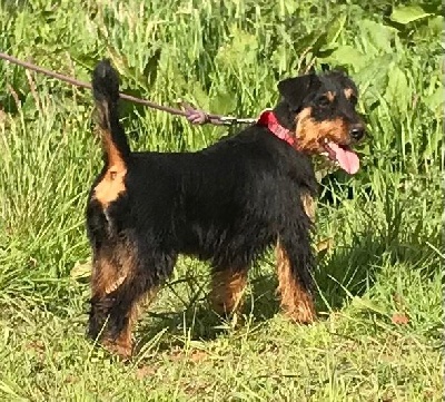 Étalon Terrier de chasse allemand - Frenchfox Roquette