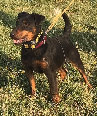 Étalon Terrier de chasse allemand - Frenchfox Paname