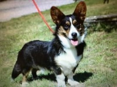 Étalon Welsh Corgi Cardigan - Oompa loompa des divines folies bergere