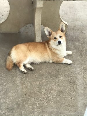 Étalon Welsh Corgi Pembroke - Please love me de la motte Cadillac