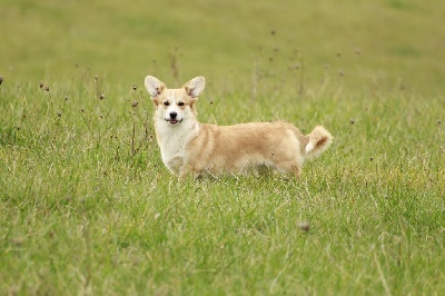 Étalon Welsh Corgi Pembroke - Pandora Du Domaine Pierre Quinpierre