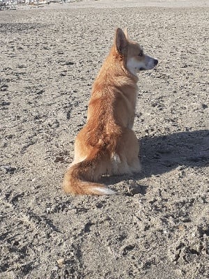 Étalon Welsh Corgi Pembroke - Rafflésia De La Vallée Du Possible