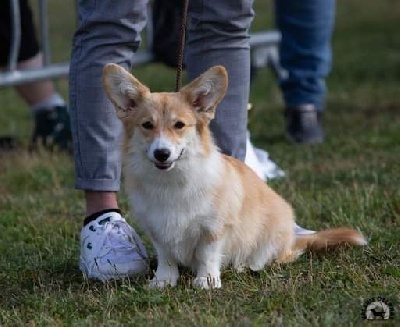 Étalon Welsh Corgi Pembroke - Aenor's Sweetheart my love