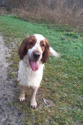 Étalon Welsh Springer Spaniel - Paprika d'Ann Cambris