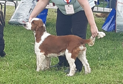 Étalon Welsh Springer Spaniel - TR. CH. Don's Finger crossed