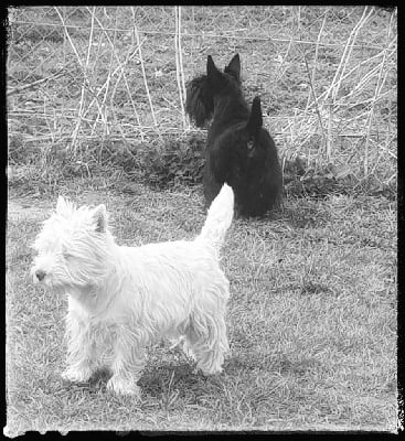 Étalon West Highland White Terrier - Rio des O'Connelli