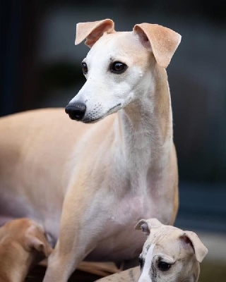 Étalon Whippet - Nyce double top of Cyly of Course