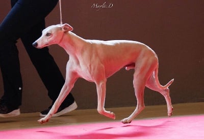 Étalon Whippet - Royal rainbow r'ytage of Cyly of Course