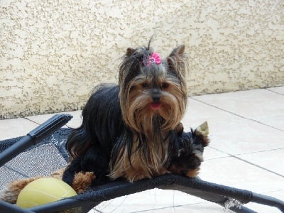 Étalon Yorkshire Terrier - Noisette (Sans Affixe)